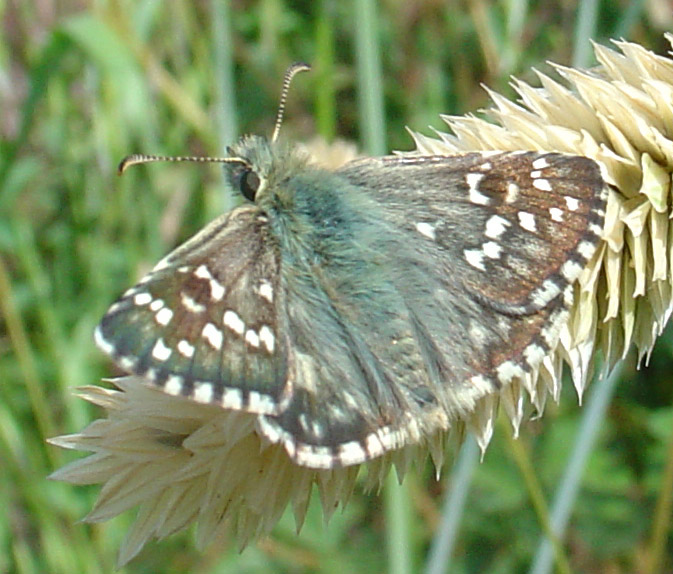 Hesperiidae: Pyrgus armoricanus